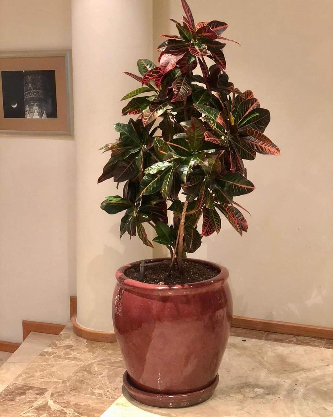 Pescara Red Volcano Glazed Ceramic Planter